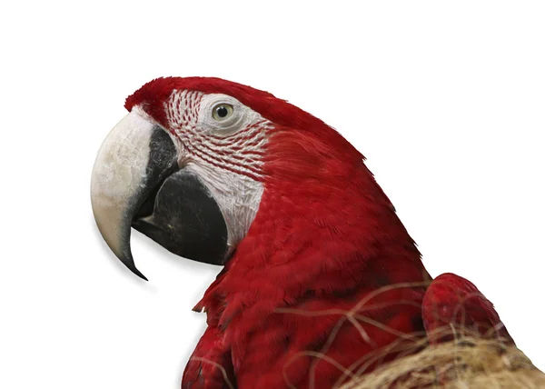 Papagal pe fundal alb — Fotografie, imagine de stoc