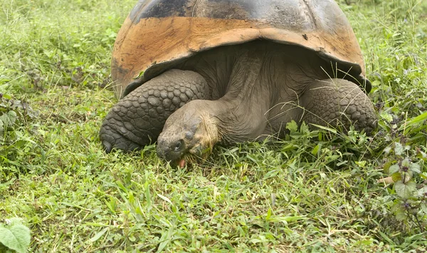 Гигантская Галапагосская черепаха — стоковое фото