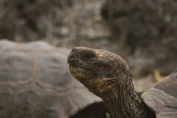 Tortuga gigante de Galápagos — Foto de Stock