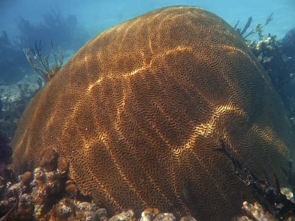 Hjärnan korall utanför Galapagosöarna — Stockfoto