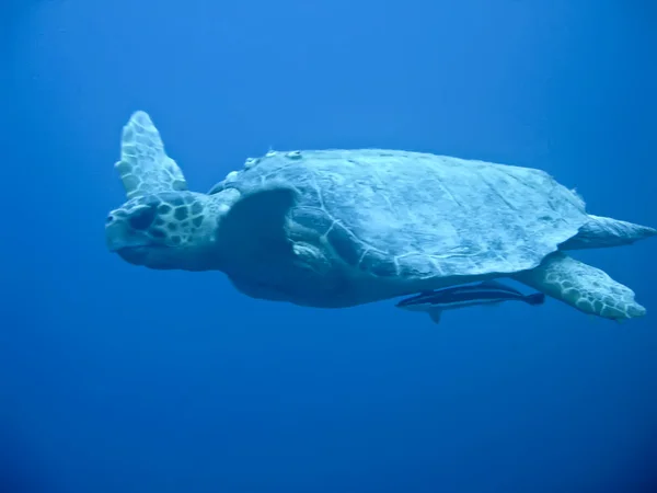 Underwater shot of Sea Turtle off the Galapagos Islands — Stock Photo, Image