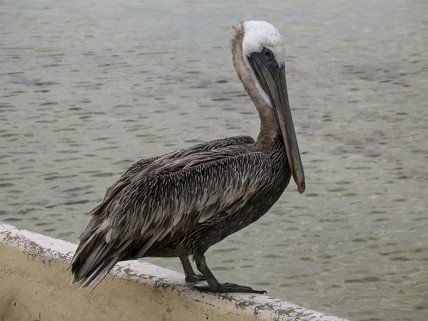 stock image Pelican on Galapagos Islands