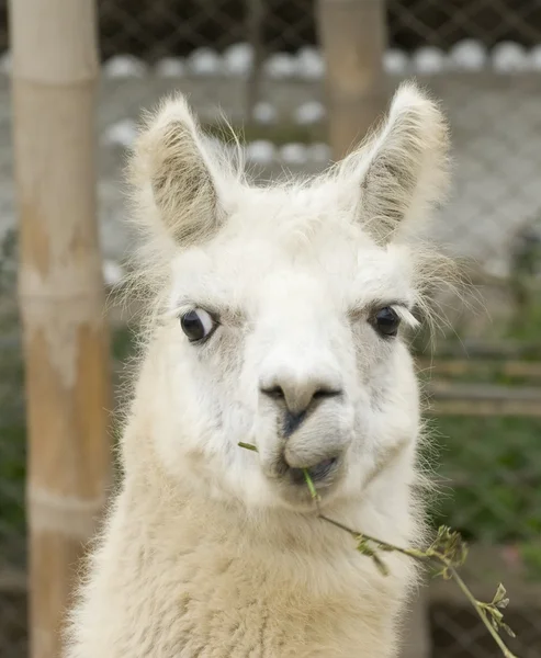 Lama blanc avec un look drôle — Photo