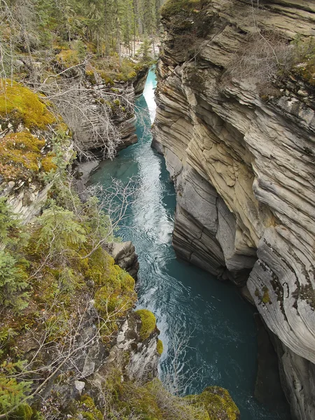 Athabasca river v národním parku jasper — Stock fotografie