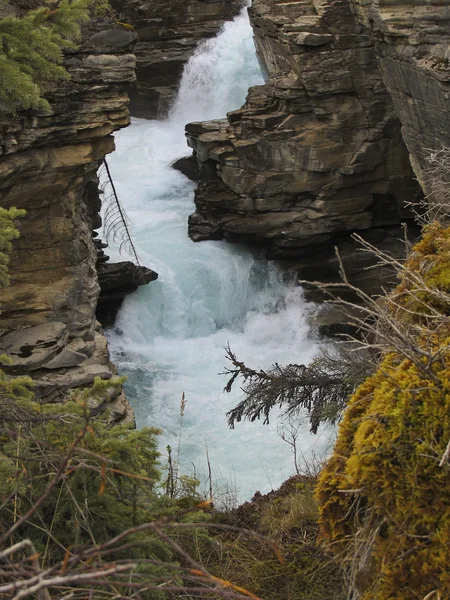 Fiume Athabasca nel Parco Nazionale Jasper — Foto Stock