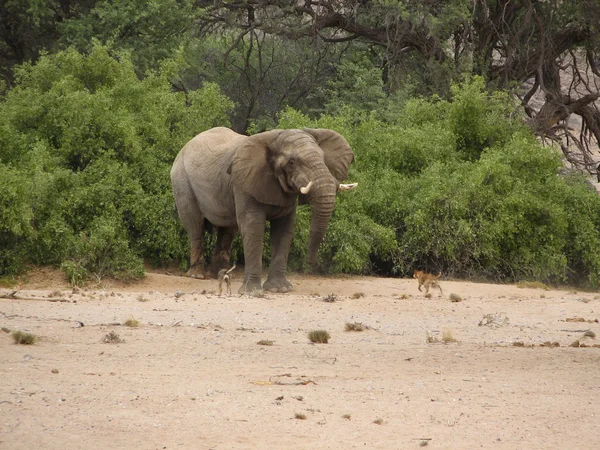 Elefante do deserto e cães em Namíbia — Fotografia de Stock