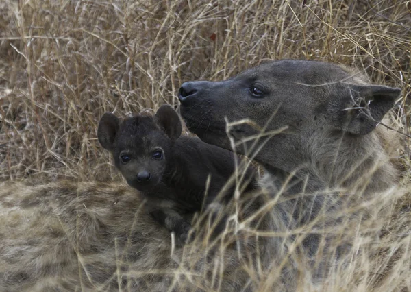Hiena y cachorro en el Parque Nacional Kruger Sudáfrica — Foto de Stock