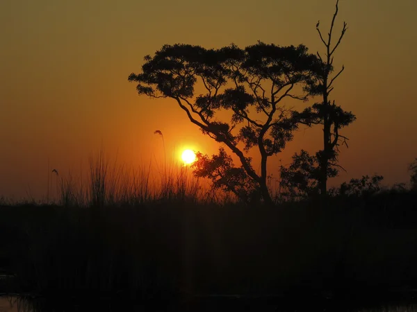 オカバンゴ デルタ日没 — ストック写真
