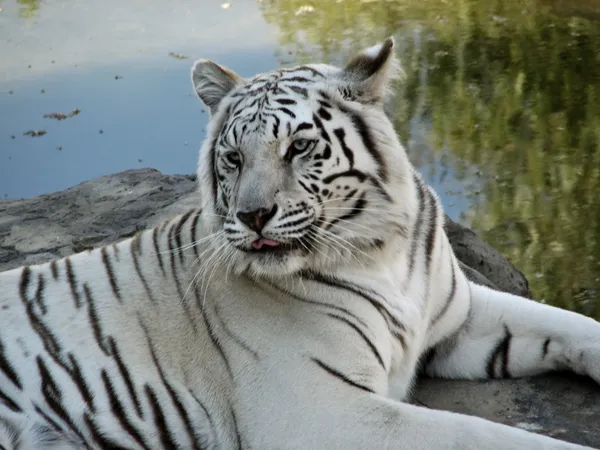 Gros plan sur Tigre blanc du Bengale — Photo