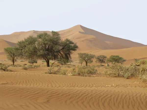 Θίνη άμμου στα Ναμίμπια εθνικό πάρκο namib-nauktuft — Φωτογραφία Αρχείου