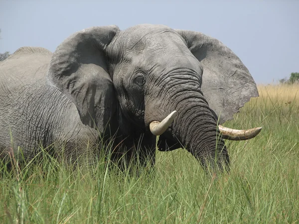 Éléphant dans le delta de l'okavango — Photo