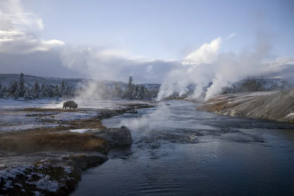 Yellowstone gejzír és egy bivaly Jogdíjmentes Stock Képek