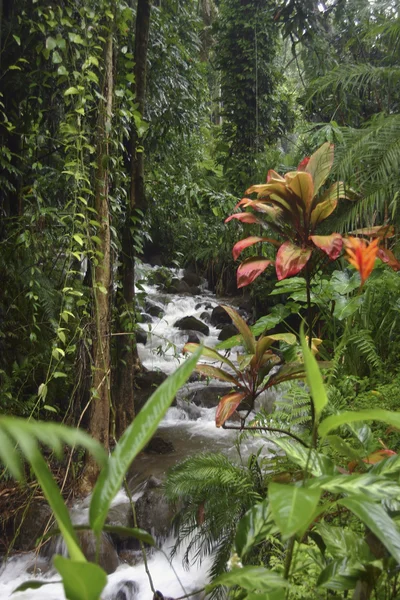 Ruisseau sur la grande île d'Hawaï Images De Stock Libres De Droits