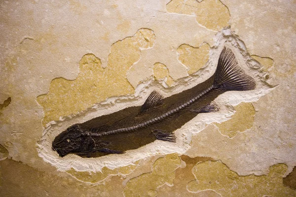 화석 물고기 스톡 사진