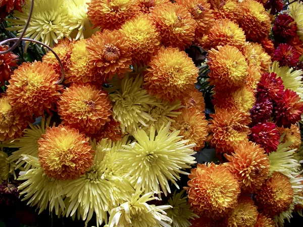 ペルーの花 ストックフォト