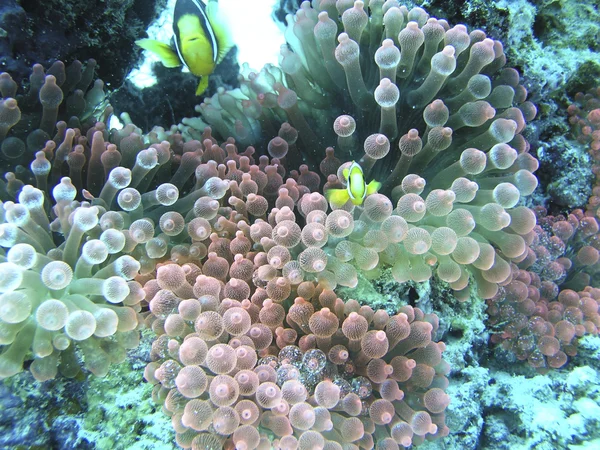 水下拍摄的珊瑚马尔代夫群岛 免版税图库图片