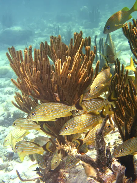 ガラパゴス諸島沖青並ぶ鯛 ロイヤリティフリーのストック写真