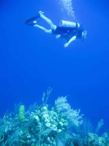 ガラパゴス諸島沖 snorking ストック画像