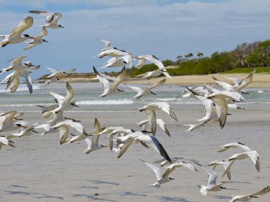 Seagulls on beach clipart