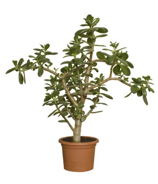 Big houseplant in a pot clipart