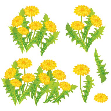 Dandelion set clipart