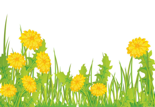 Dandelions in grass — Stock Vector