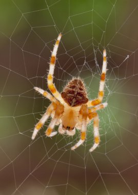 Örümcek ve Web