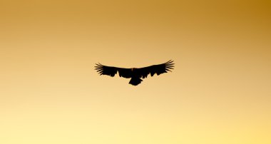 Griffon Vulture showing damage to its wings clipart