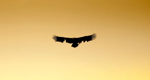 Grifone Avvoltoio che mostra danni alle ali — Foto Stock