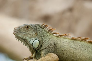 Iguana