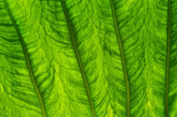 Leaf Background — Stock Photo, Image