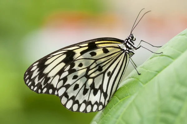 stock image Paper Kite