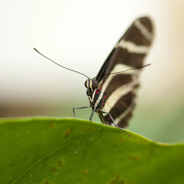 stock image Papilio Rumanzovia