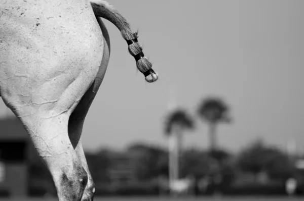 Cauda de cavalo — Fotografia de Stock