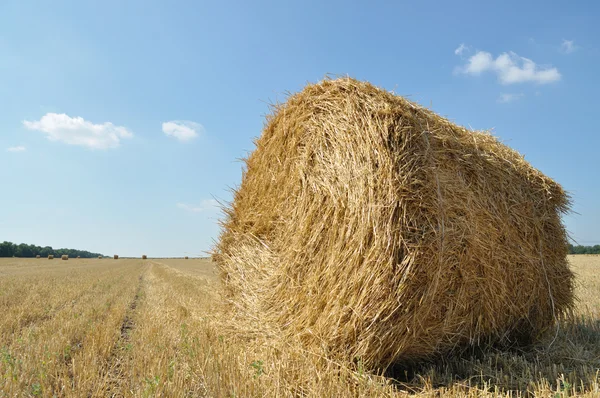 No campo inclinado de trigo é uma grande pilha de palha torcida — Fotografia de Stock
