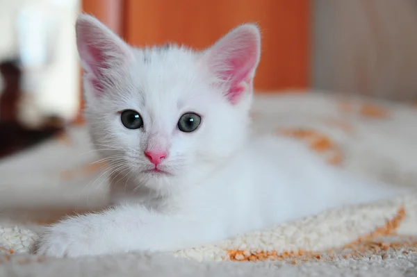 Белый котёнок — стоковое фото