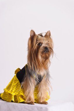 Chestnut Yorkshire Terrier isolated on white background in dress, studio shot. clipart