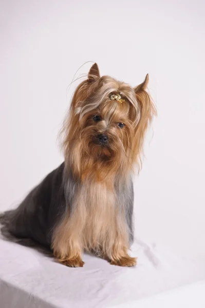 Gesztenye yorkshire terrier — Stock Fotó