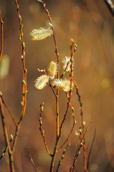 Весенняя киска-ивовая ветвь — стоковое фото