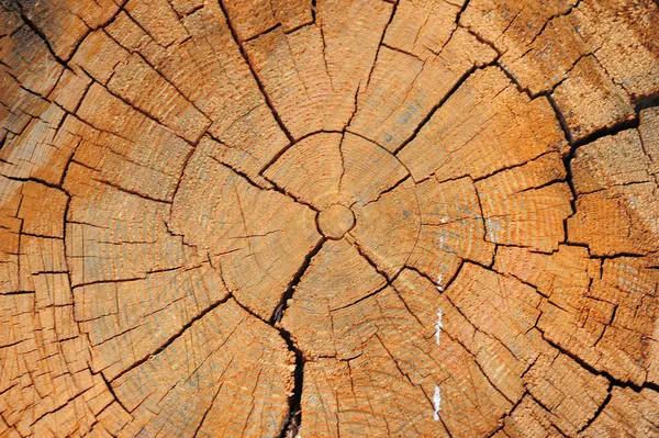 Abbattere un albero — Foto Stock