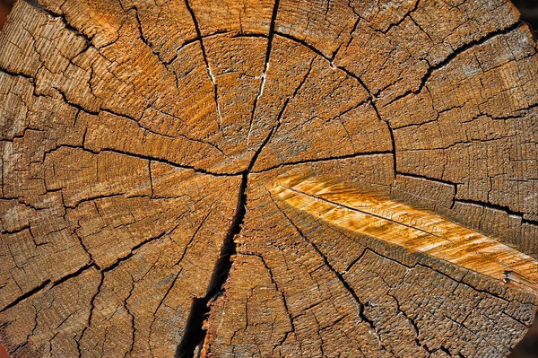 Skära ner ett träd — Stockfoto