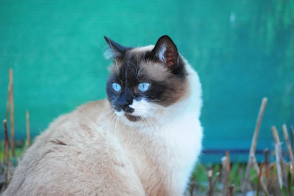Portret tajskiego kota — Zdjęcie stockowe