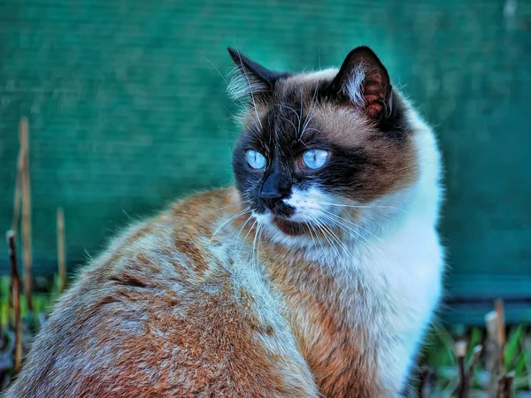 Retrato de um gato tailandês — Fotografia de Stock
