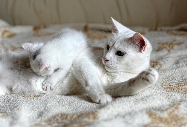 Katze füttert Kätzchen — Stockfoto