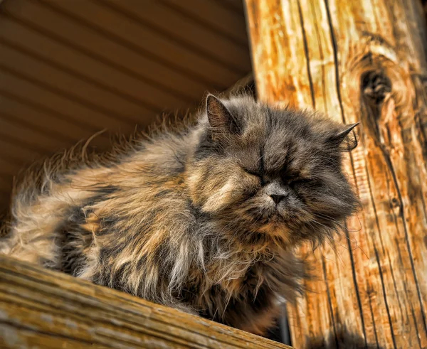 stock image Gray persian cat