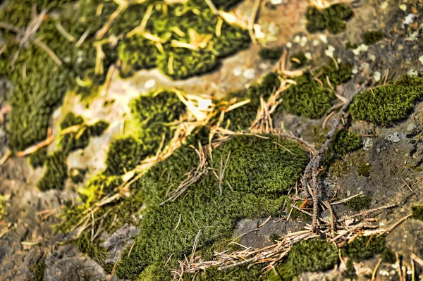 stock image Moss on the rocks