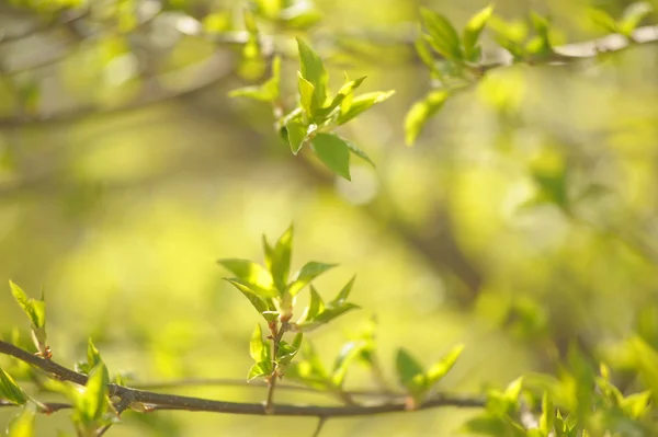 Hojas de primavera en el árbol —  Fotos de Stock