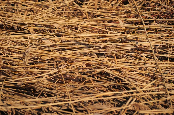 Dry grass — Stock Photo, Image