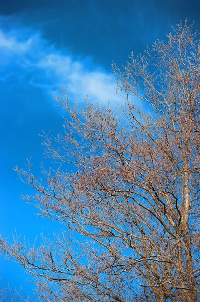 Grenar av ett träd mot himlen — Stockfoto
