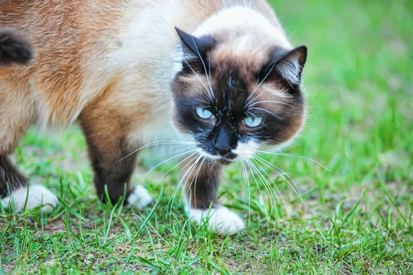 stock image Portrait of a Thai cat